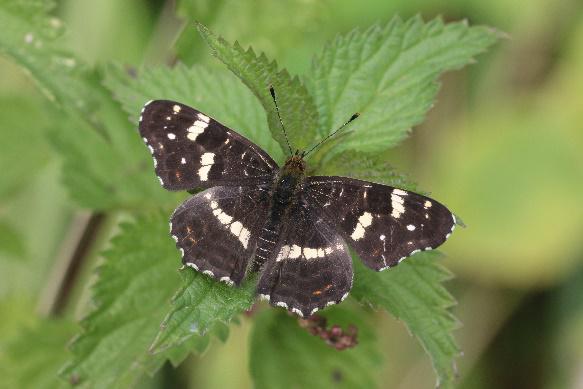 Insectenwerkgroep