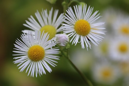 Plantenwerkgroep