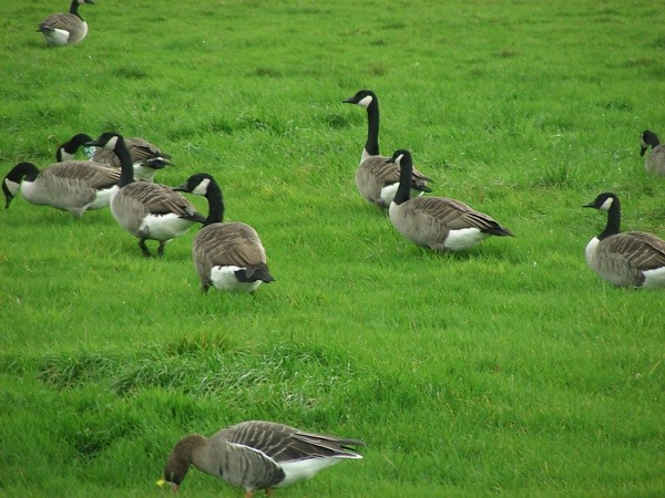 Vogelwerkgroep