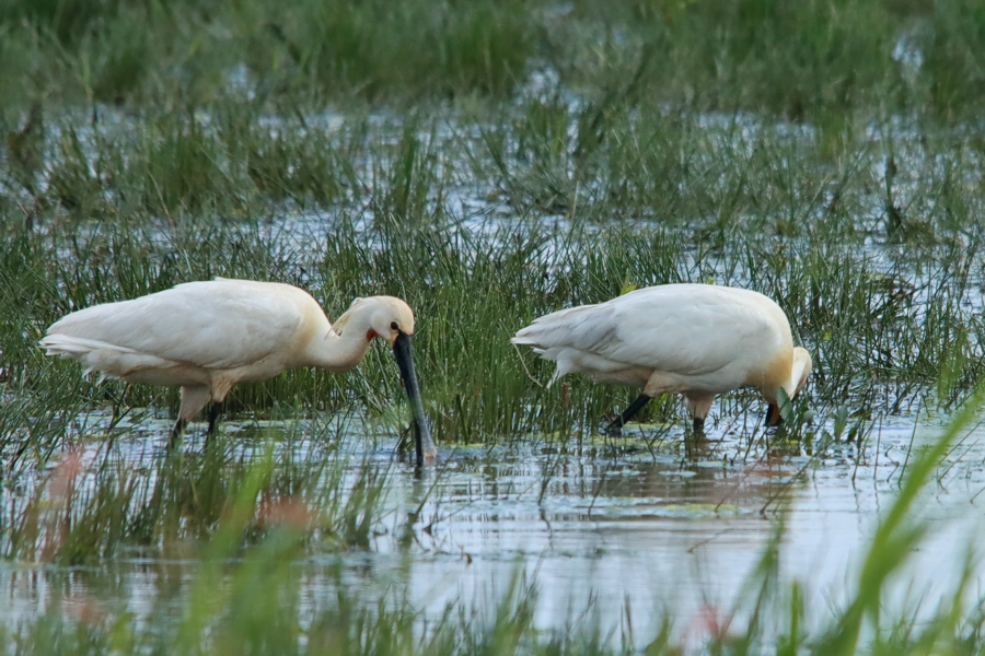 Excursie Vogelwerkgroep