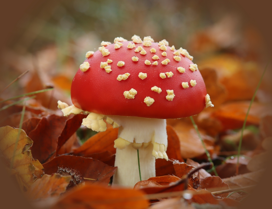 Paddenstoelenexcursie Heemtuin Muntendam